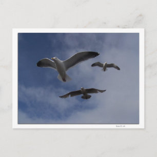 3 Gulls Postcard