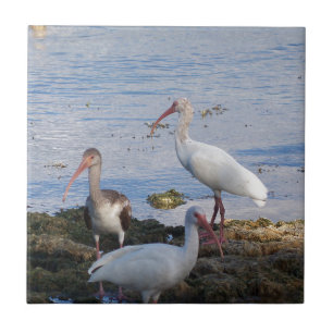 3 Ibis on the shore of Florida Bay Ceramic Tile