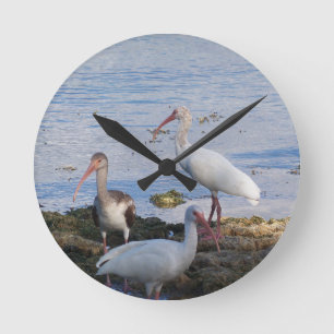 3 Ibis on the shore of Florida Bay Round Clock