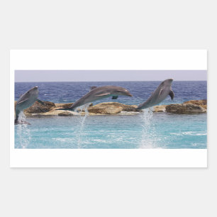 3 jumping dolphins rectangular sticker