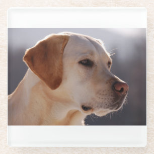 3 Labrador_Retriever Glass Coaster