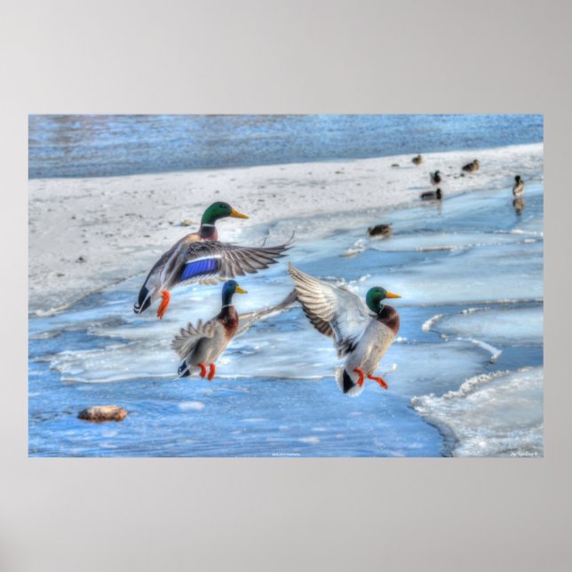 3 Landing Mallard Duck Drakes Wildlife Photo Poster (Front)