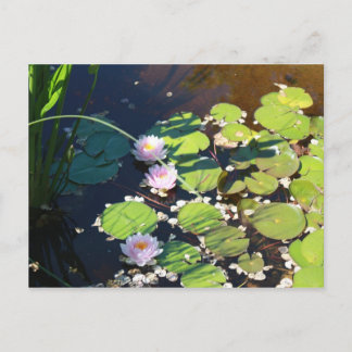 3 Lilies Postcard