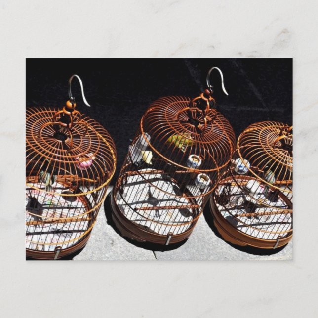 3 Little Birds in China Postcard (Front)