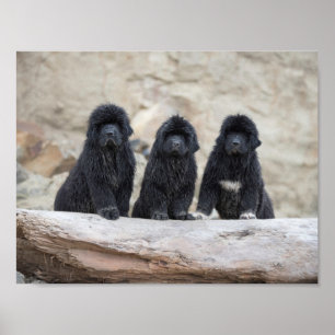 3 little newfies poster