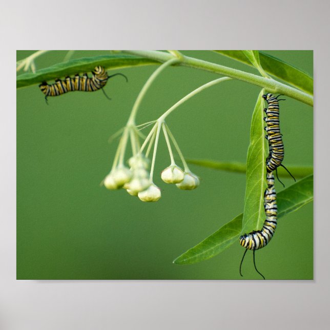 3 monarch caterpillars on milkweed poster (Front)