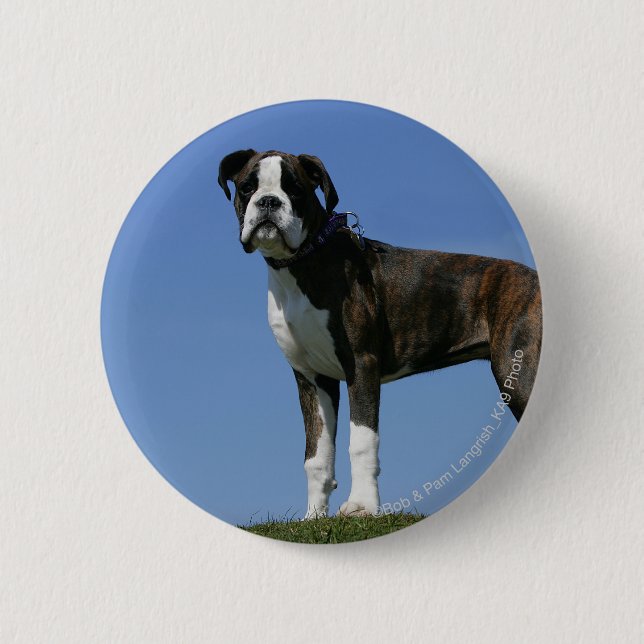 3 Month Old Boxer Puppy 6 Cm Round Badge (Front)