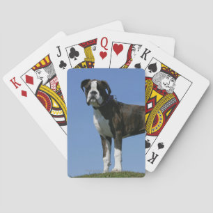 3 Month Old Boxer Puppy Playing Cards