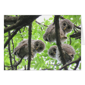 3 owlets blank note card