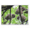 3 owlets blank note card