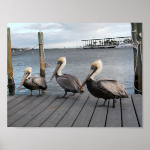 3 Pelicans in a row Poster