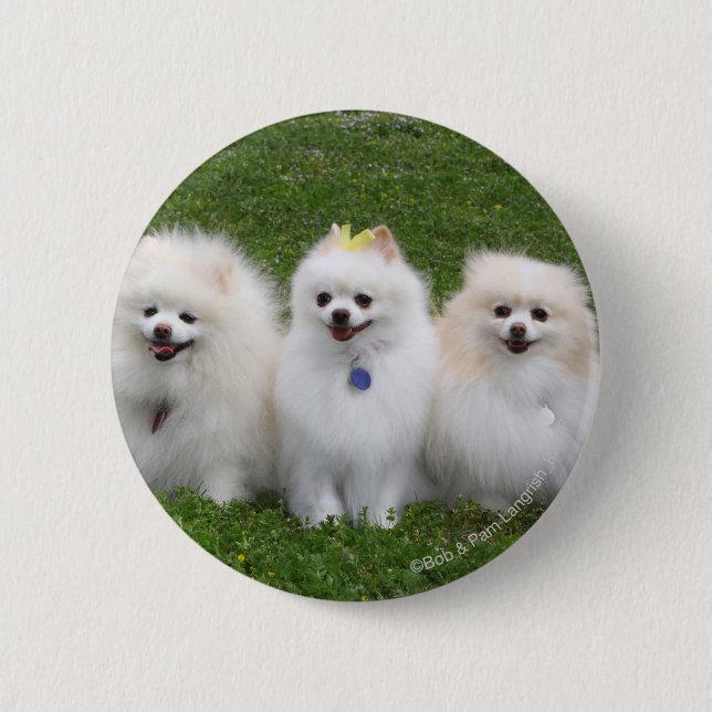 3 Pomeranians Sitting 6 Cm Round Badge (Front)
