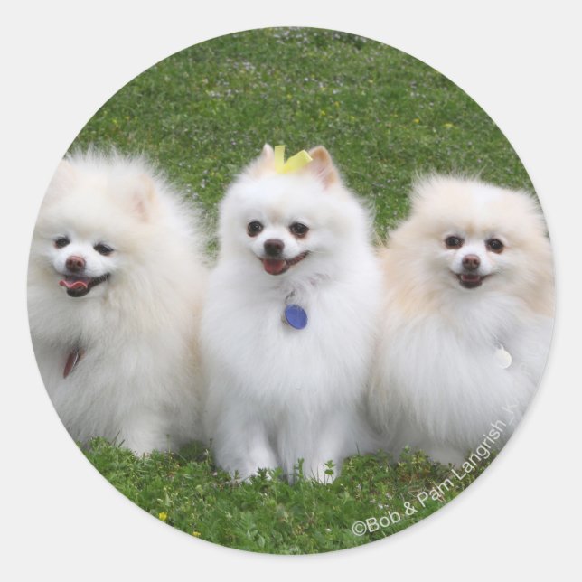 3 Pomeranians Sitting Classic Round Sticker (Front)