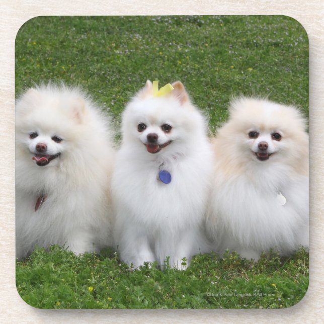 3 Pomeranians Sitting Coaster (Front)