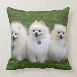 3 Pomeranians Sitting Cushion