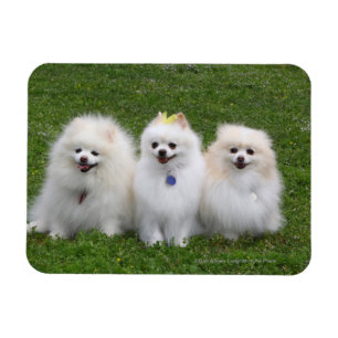 3 Pomeranians Sitting Magnet