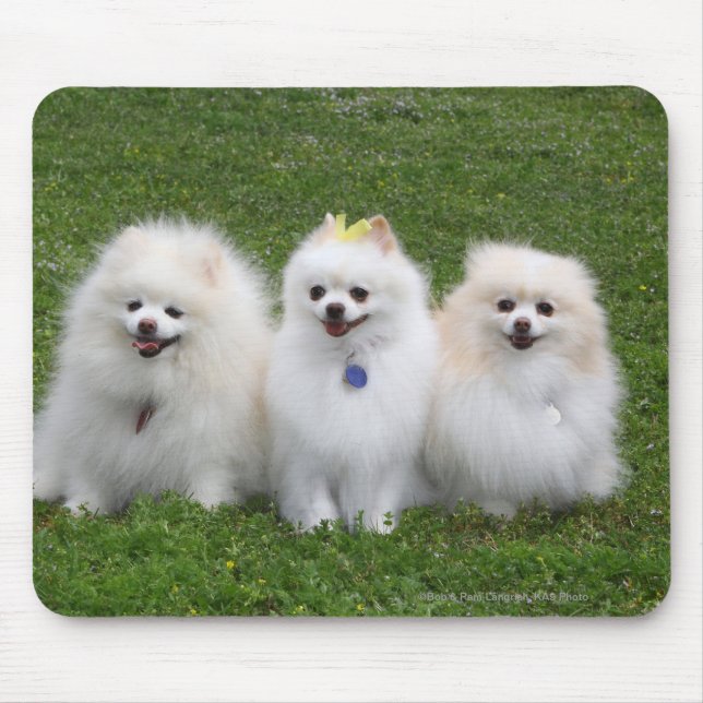 3 Pomeranians Sitting Mouse Pad (Front)