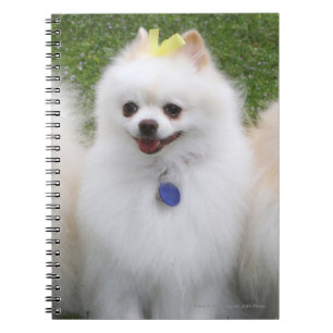 3 Pomeranians Sitting Notebook