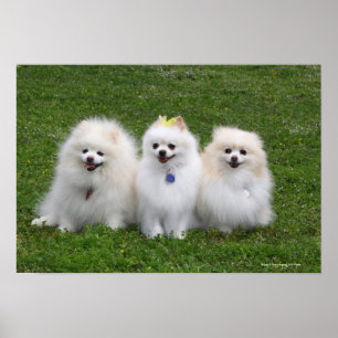 3 Pomeranians Sitting Poster