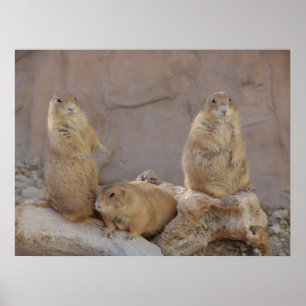 3 Rascals Poster