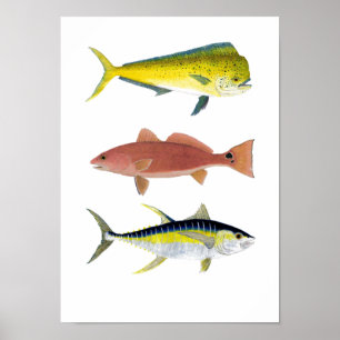 3 Saltwater Gamefish Poster