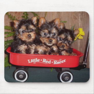 3 Silky Terrier Puppies Mouse Pad