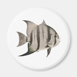 3 Spadefish Logo Magnet