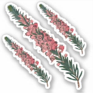 3 Sprigs of Cornish Heath (Erica vagans) - Contour