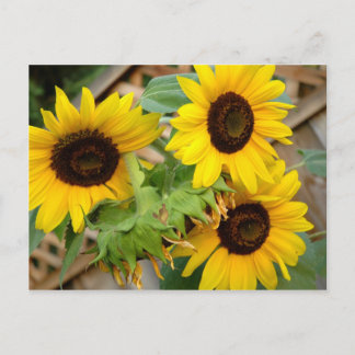 3 Sunflowers Postcard