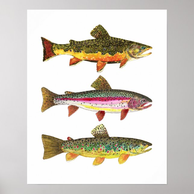 3 Trout for Fly Fishing Fishermen and Fisherwomen Poster (Front)