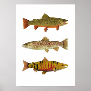 3 Trout & Salmon Art Poster