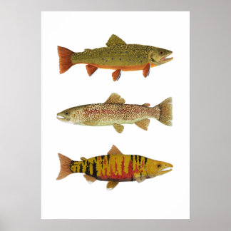 3 Trout & Salmon Art Poster