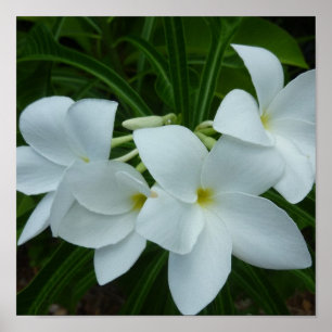 3 White Beauties Poster
