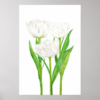 3 white tulips watercolor painting  poster