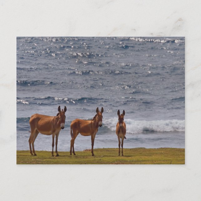3 Wild Donkeys by the Sea Postcard (Front)