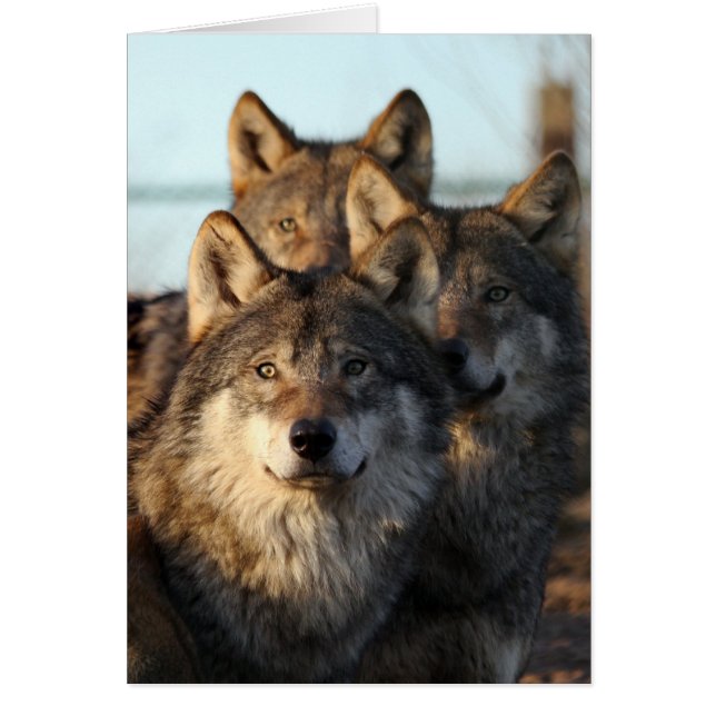 3 wolves (Front)