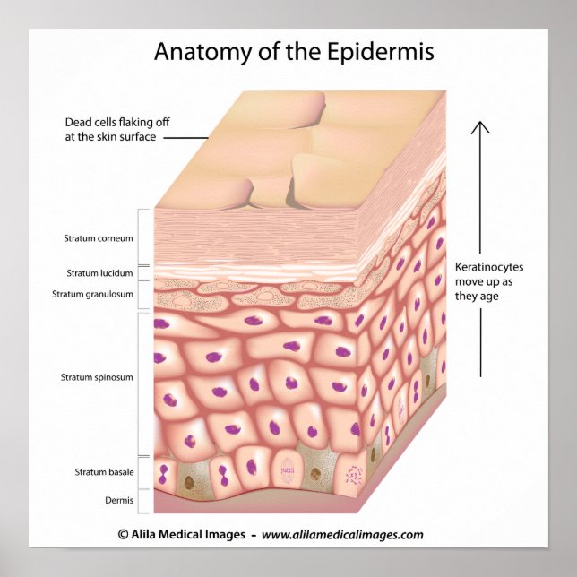 3d anatomy of the epidermis Poster (Front)