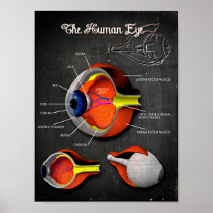 3D Cross Section of the Human Eye + Legend Poster