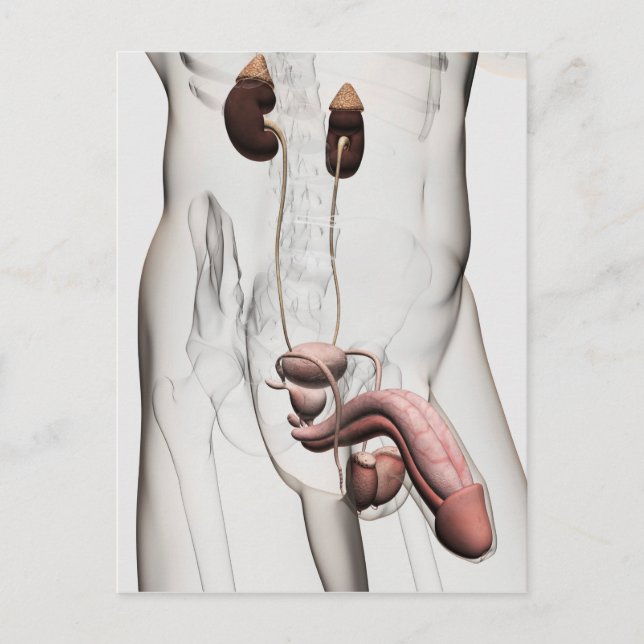 3D Illustration Of Male Reproductive System 1 Postcard (Front)