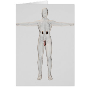 3D Illustration Of Male Reproductive System 2