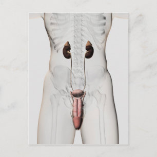 3D Illustration Of Male Reproductive System 3 Postcard