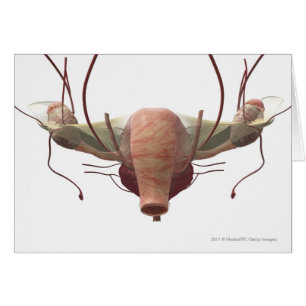 3d model of the female reproductive system