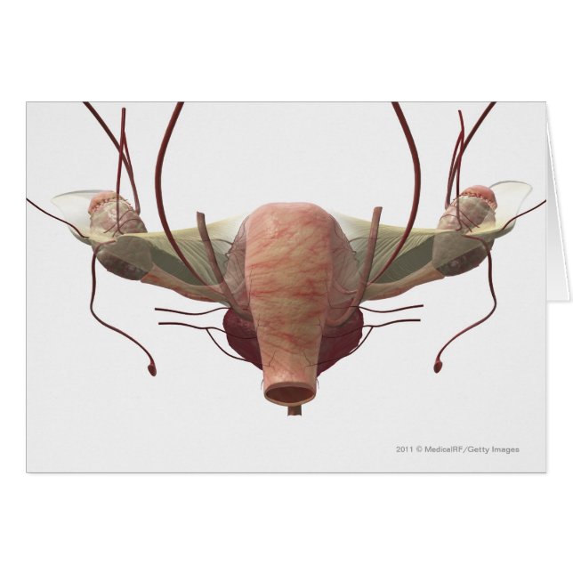 3d model of the female reproductive system (Front Horizontal)