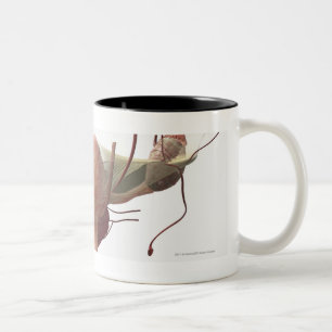 3d model of the female reproductive system Two-Tone coffee mug