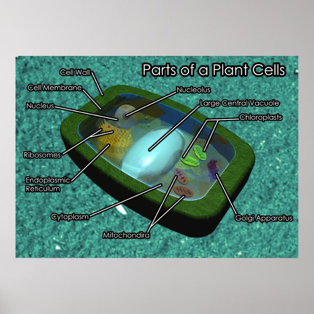 3D Plant Cell Diagram Poster (Front)