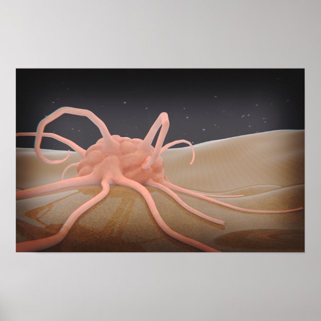 3D Rendering Of Macrophage Phagocytosis Poster (Front)