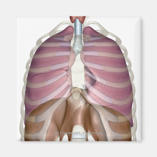 3d rendering of the respiratory system magnet