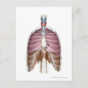3d rendering of the respiratory system postcard