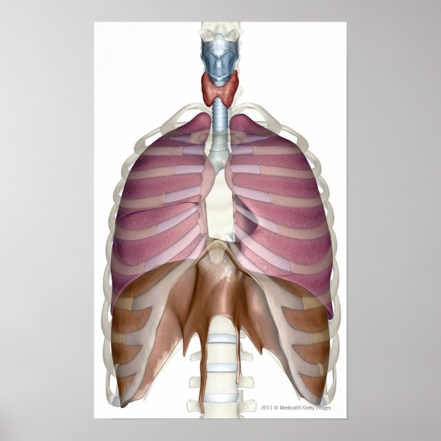 3d rendering of the respiratory system poster (Front)