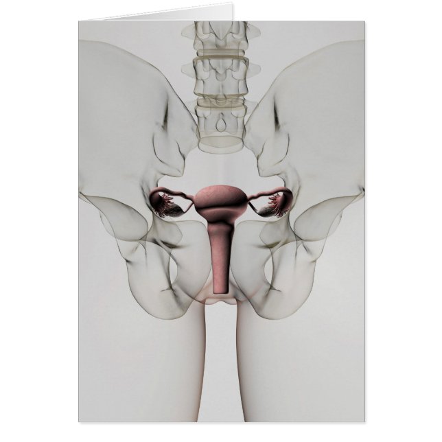 3D View Of Female Reproductive System (Front)